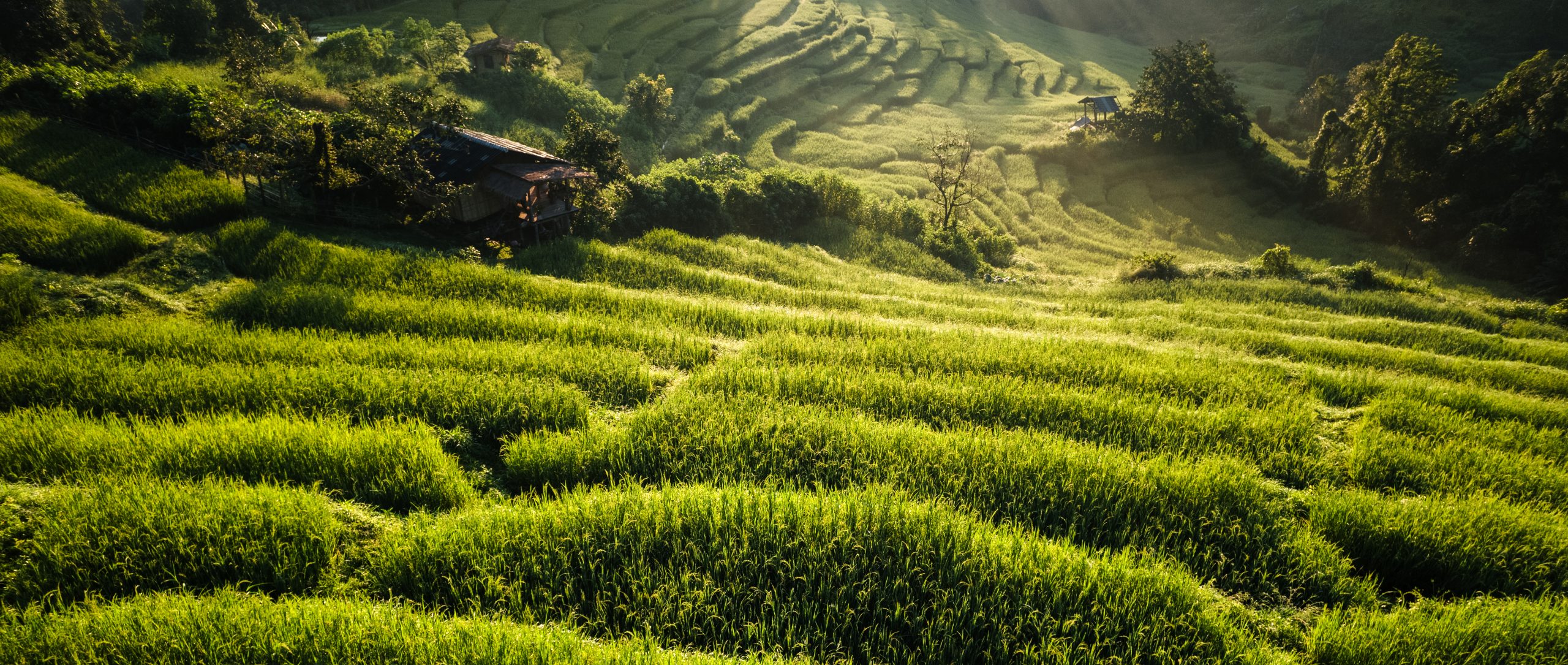 aerial view of the rice fields,rice fields and mountains in the